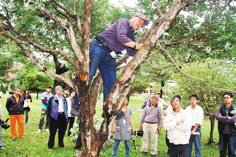 不良枝|宜蘭縣樹木修剪及移植作業規範 【第一篇 修剪作業規範】「不良。